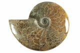 Polished Ammonite (Cleoniceras) Fossil - Madagascar #214819-1
